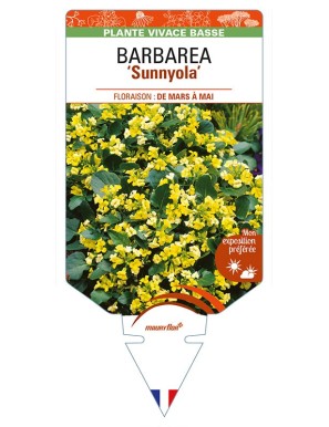 BARBAREA ‘Sunnyola’