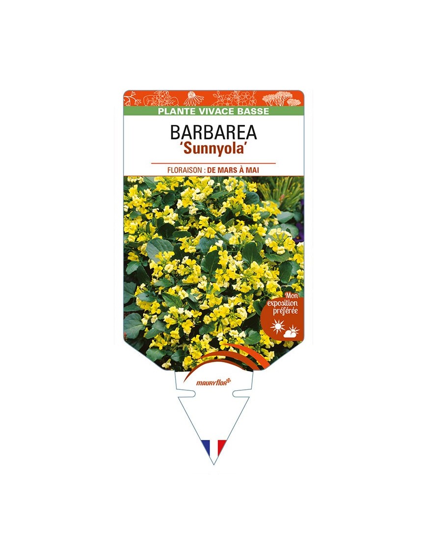 BARBAREA ‘Sunnyola’