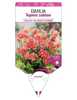 DAHLIA TOPMIX SALMON