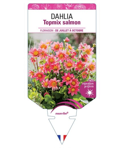 DAHLIA TOPMIX SALMON