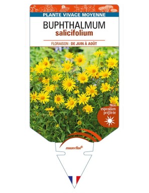 BUPHTHALMUM salifolium