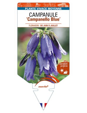 CAMPANULA 'Campanello Blue'
