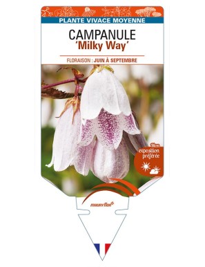 CAMPANULA 'Milky Way'