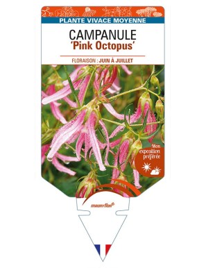 CAMPANULA 'Pink Octopus'