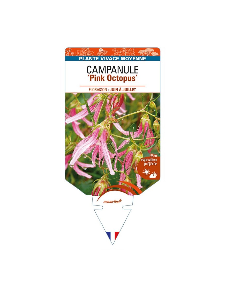 CAMPANULA 'Pink Octopus'
