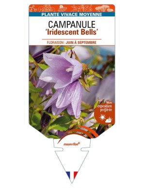 CAMPANULA ‘Iridescent Bells’