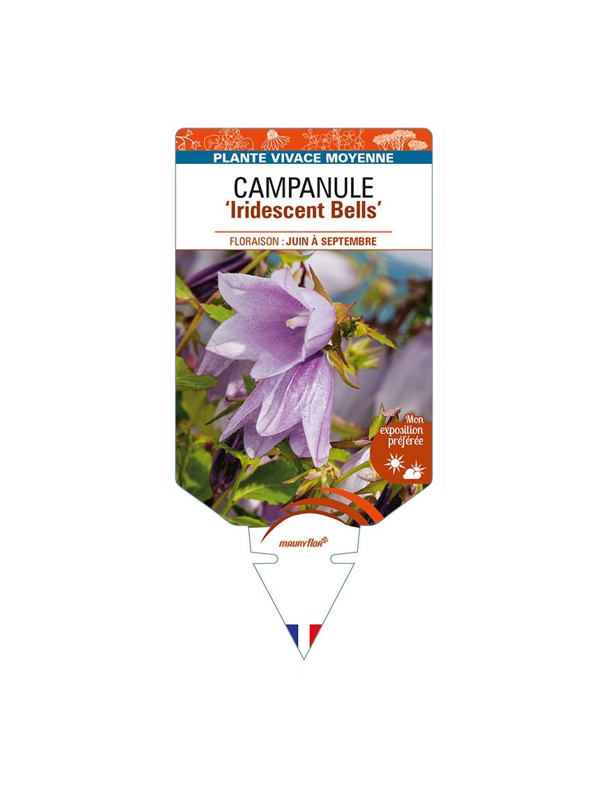 CAMPANULA ‘Iridescent Bells’