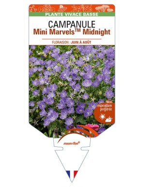CAMPANULA (carpatica) Mini MarvelsTM Midnight