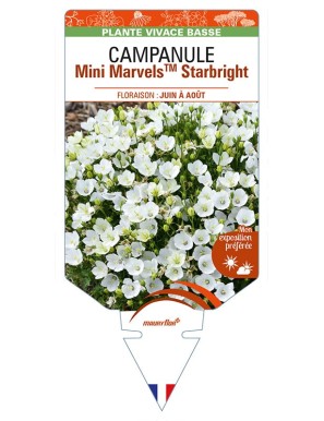 CAMPANULA (carpatica) Mini MarvelsTM Starbright
