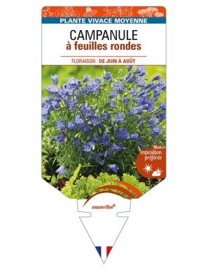 CAMPANULA à feuilles rondes