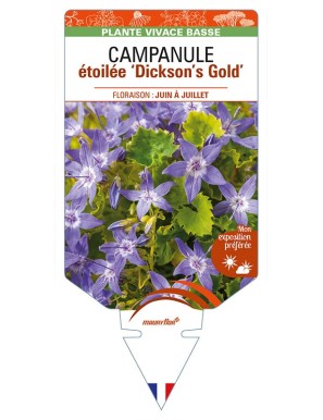 CAMPANULA étoilée 'Dickson's Gold'