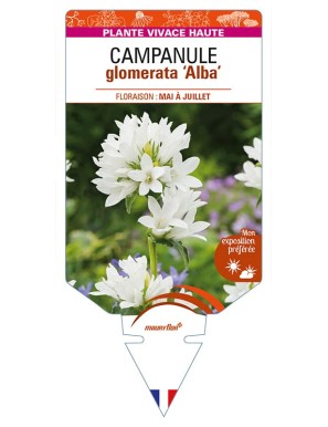 CAMPANULA glomerata 'Alba'