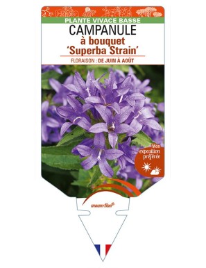 CAMPANULA glomerata 'Superba Train' voir CAMPANULE à bouquet