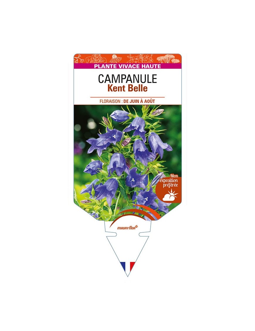 CAMPANULA Kent Belle