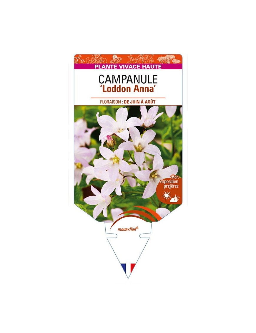 CAMPANULA lactiflora 'Loddon Anna'  voir CAMPANULE