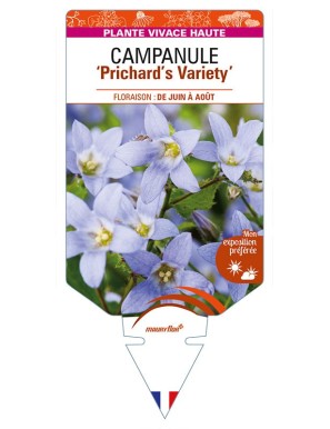 CAMPANULA lactiflora 'Prichard's Variety'  voir CAMPANULE