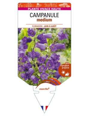 CAMPANULA medium (bleue)