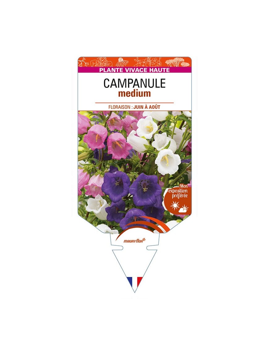 CAMPANULA medium (varié)