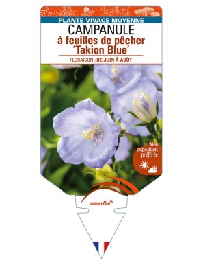 CAMPANULA persicifolia 'Takion Blue' voir CAMPANULE à feuilles de pêcher