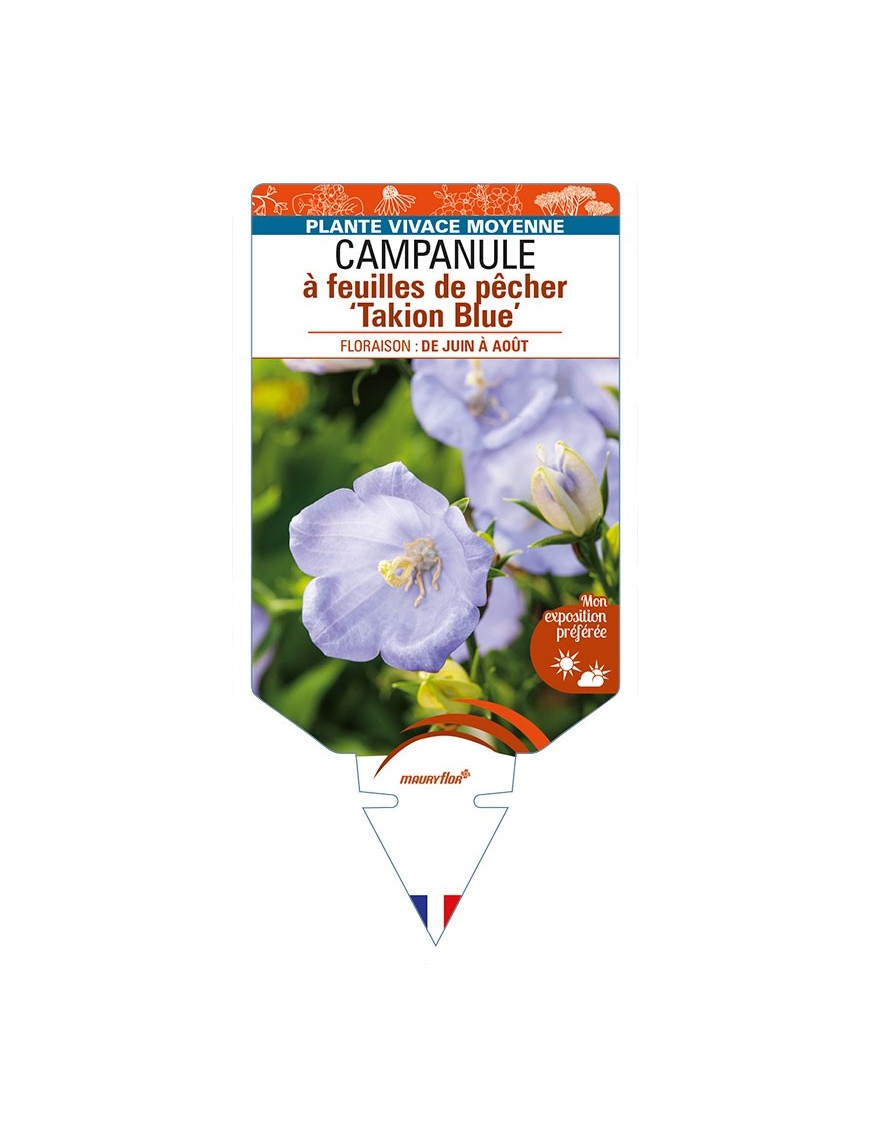 CAMPANULA persicifolia 'Takion Blue' voir CAMPANULE à feuilles de pêcher