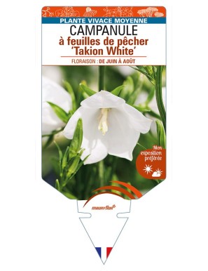 CAMPANULA persicifolia 'Takion White' voir CAMPANULE à feuilles de pêcher