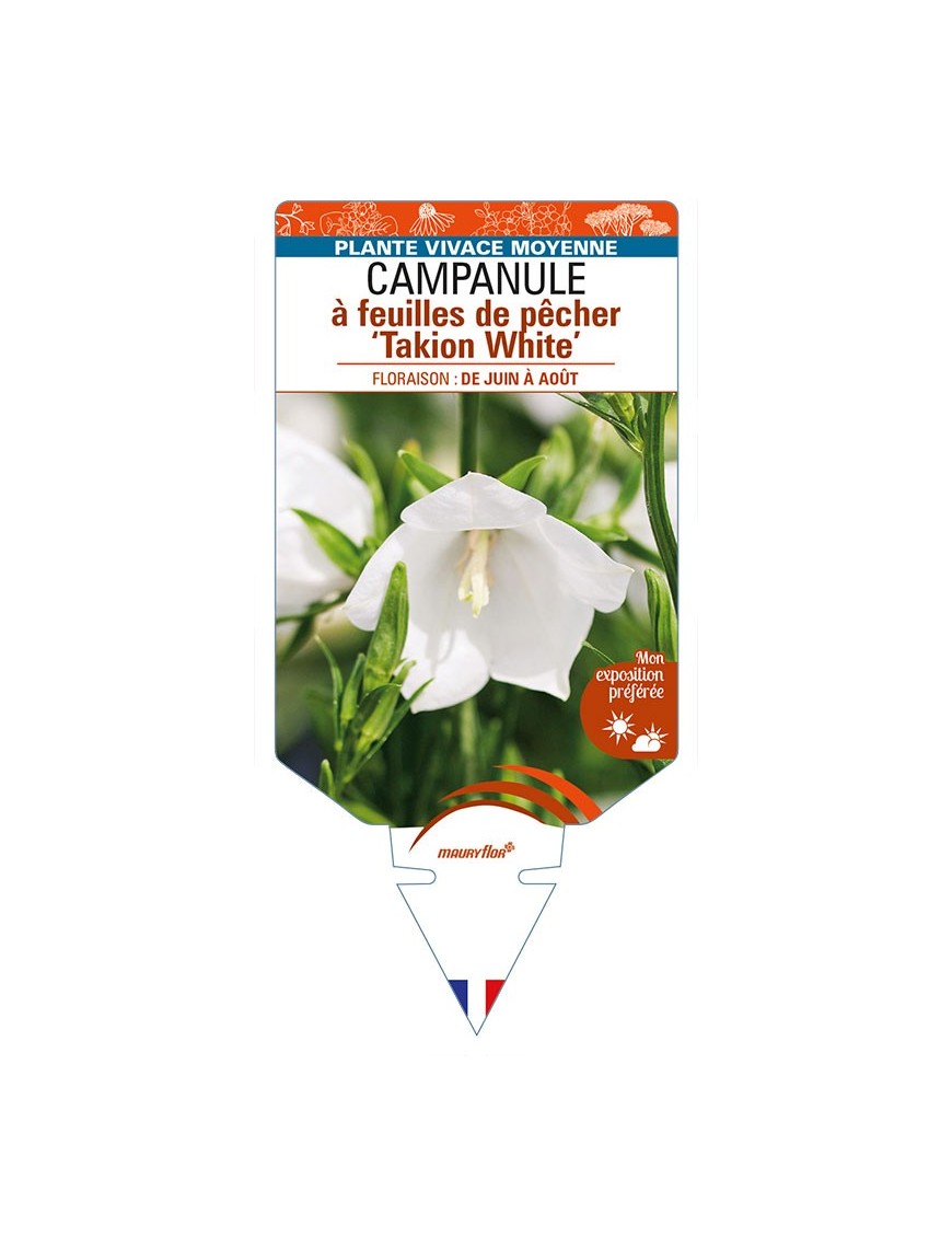 CAMPANULA persicifolia 'Takion White' voir CAMPANULE à feuilles de pêcher