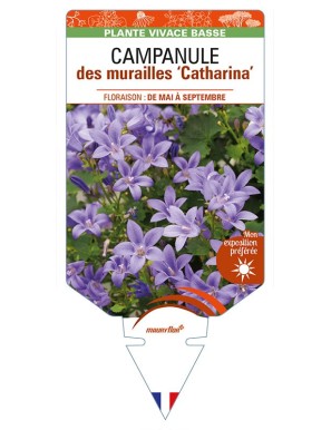 CAMPANULA portenschlagiana 'Catharina' voir CAMPANULE des murailles