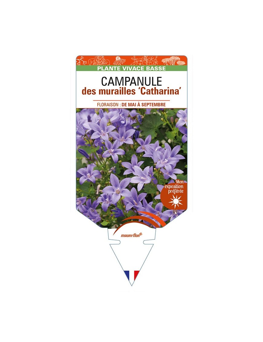CAMPANULA portenschlagiana 'Catharina' voir CAMPANULE des murailles