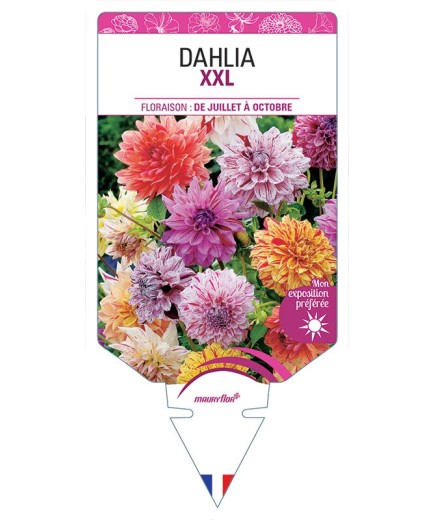 DAHLIA XXL