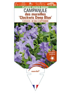 CAMPANULA portenschlagiana 'Clockwis Deep Blue' voir CAMPANULE des murailles