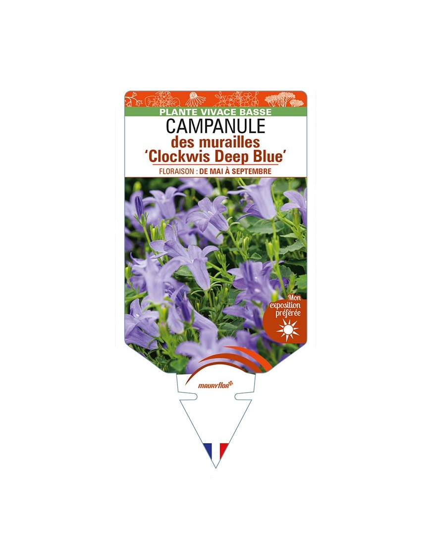 CAMPANULA portenschlagiana 'Clockwis Deep Blue' voir CAMPANULE des murailles