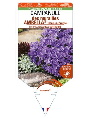 CAMPANULA portenschlagiana AMBELLA® Intense Purple voir CAMPANULE des murailles