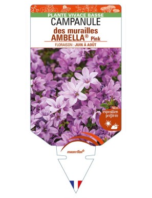 CAMPANULA portenschlagiana AMBELLA® Pink voir CAMPANULE des murailles