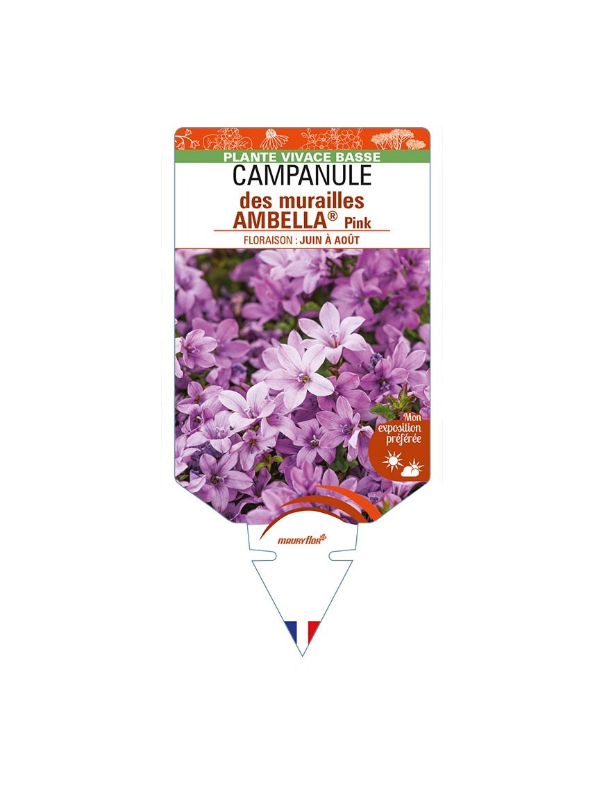 CAMPANULA portenschlagiana AMBELLA® Pink voir CAMPANULE des murailles