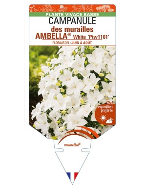 CAMPANULA portenschlagiana AMBELLA® White voir CAMPANULE des murailles