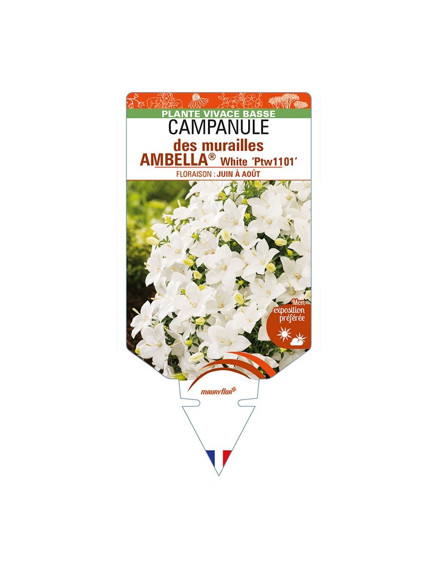 CAMPANULA portenschlagiana AMBELLA® White voir CAMPANULE des murailles