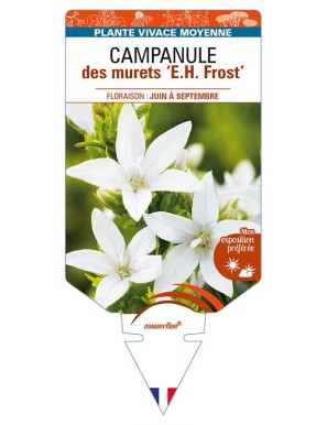CAMPANULA poscharskyana 'E. H. Frost' voir CAMPANULE des murets