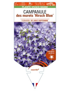 CAMPANULA poscharskyana 'Hirsch Blue'
