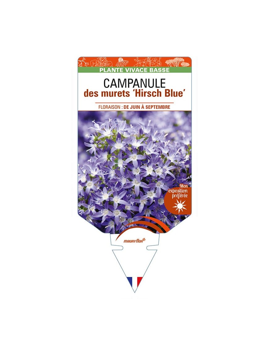 CAMPANULA poscharskyana 'Hirsch Blue'