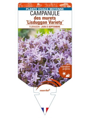 CAMPANULA poscharskyana 'Lisduggan Variety' voir CAMPANULE des murets