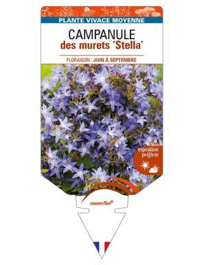 CAMPANULA poscharskyana 'Stella' voir CAMPANULE des murets