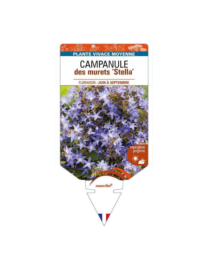 CAMPANULA poscharskyana 'Stella' voir CAMPANULE des murets