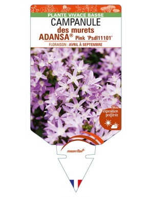 CAMPANULA poscharskyana ADANSA® Pink voir CAMPANULE des murets