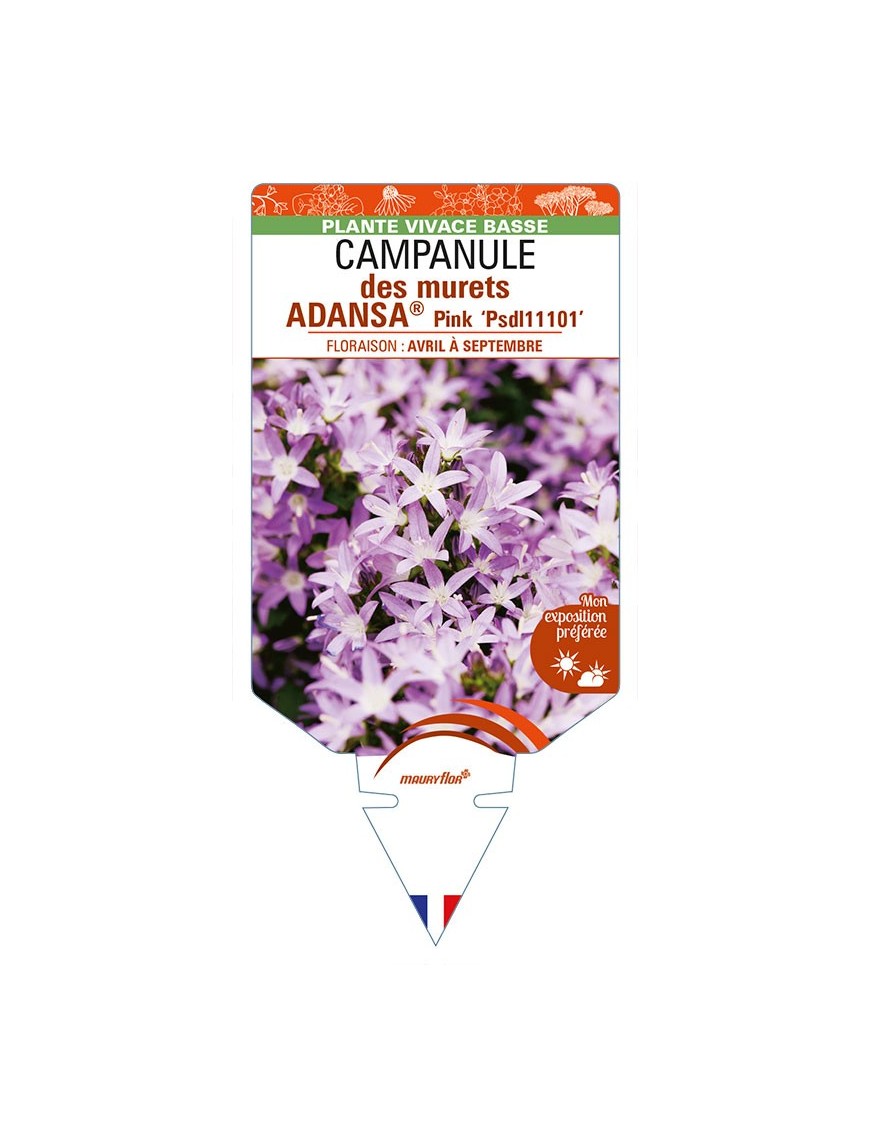 CAMPANULA poscharskyana ADANSA® Pink voir CAMPANULE des murets