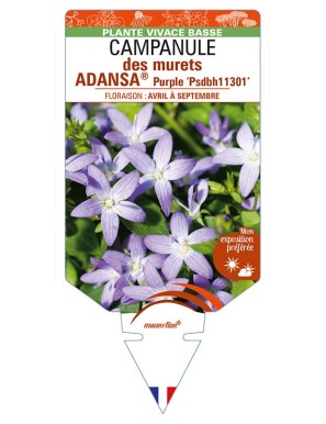 CAMPANULA poscharskyana ADANSA® Purple voir CAMPANULE des murets