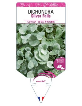 DICHONDRA SILVER FALLS