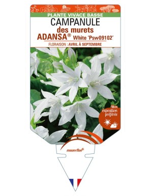 CAMPANULA poscharskyana ADANSA® White voir CAMPANULE des murets