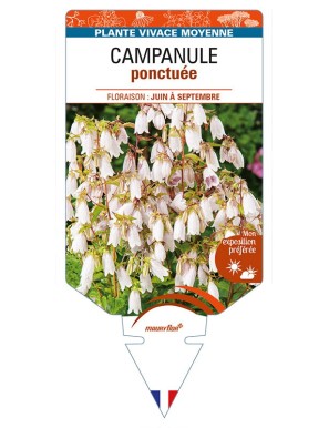 CAMPANULA punctata voir CAMPANULE ponctuée