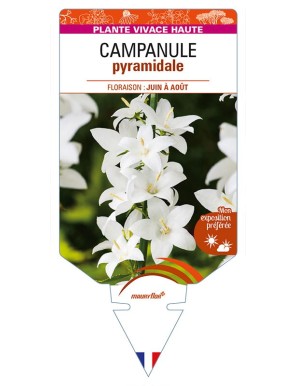 CAMPANULA pyramidalis 'Alba' voir CAMPANULE pyramidale