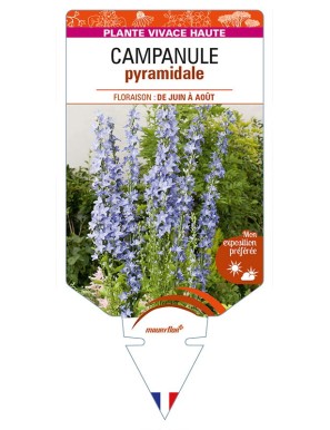 CAMPANULA pyramidalis (bleue)
